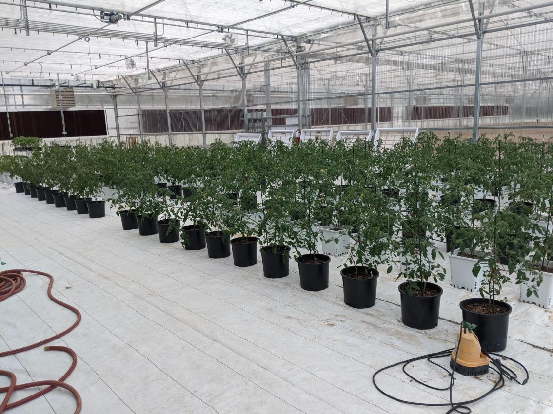 School Greenhouse Grown Veggies on the&nbsp;Menu